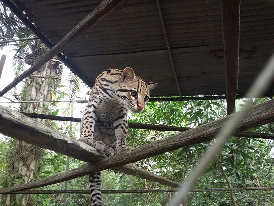Zoologico la isla del Tapir